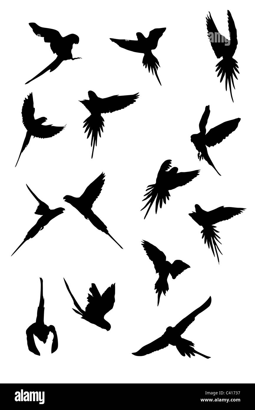 parrot flying, silhouettes collection Stock Photo