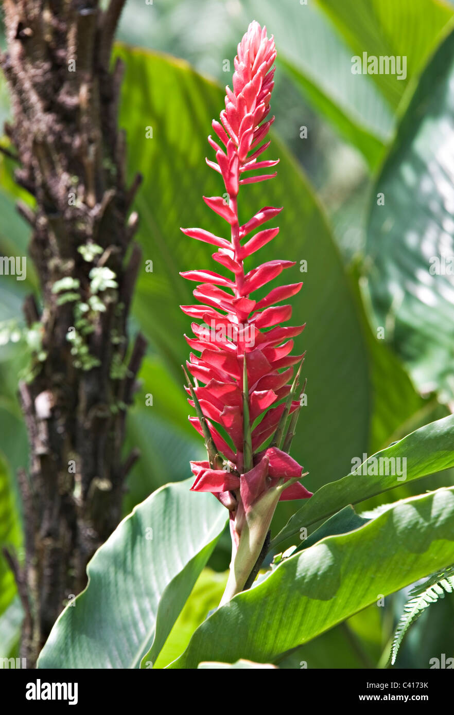 A Red Upright Flowering Ginger Plant in Bloom in Singapore Botanic Gardens Republic of Singapore Asia Stock Photo