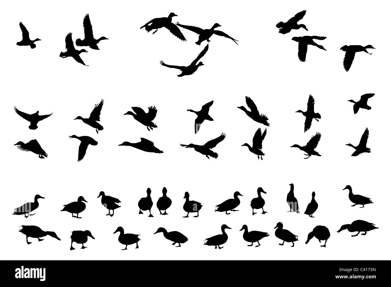 collection of mallard duck silhouettes Stock Photo