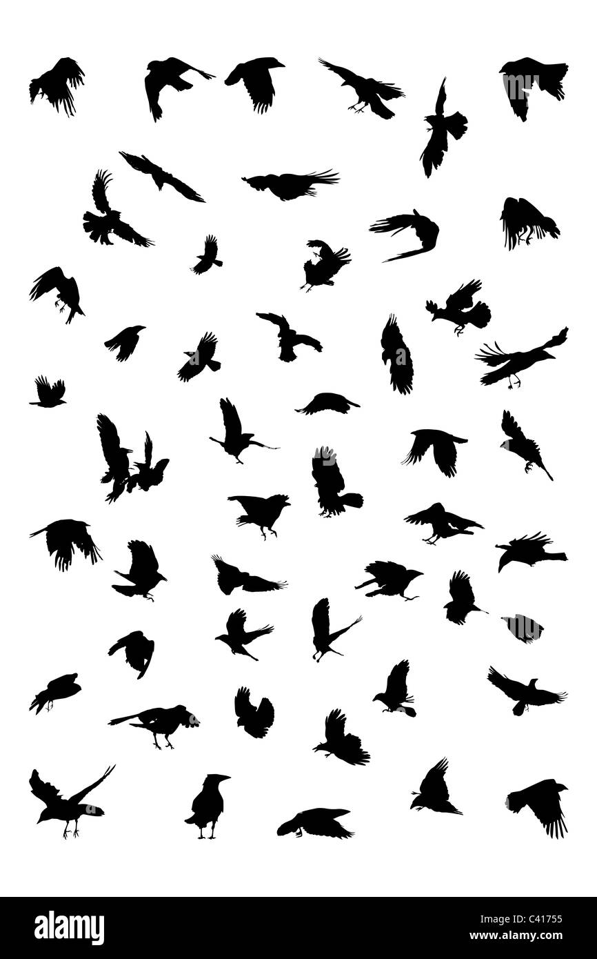 Crows in flight hires stock photography and images Alamy