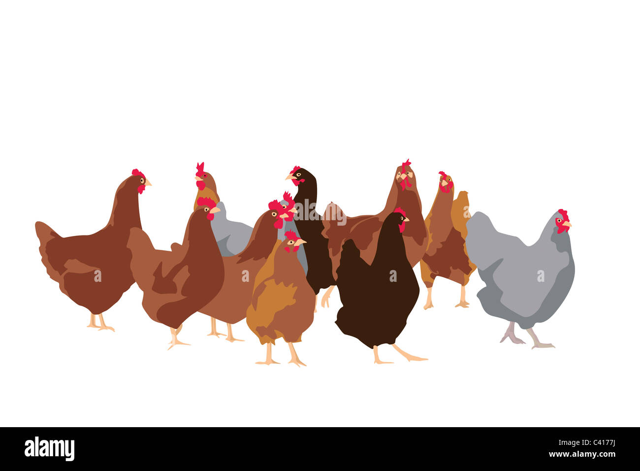flock of chickens Stock Photo Alamy