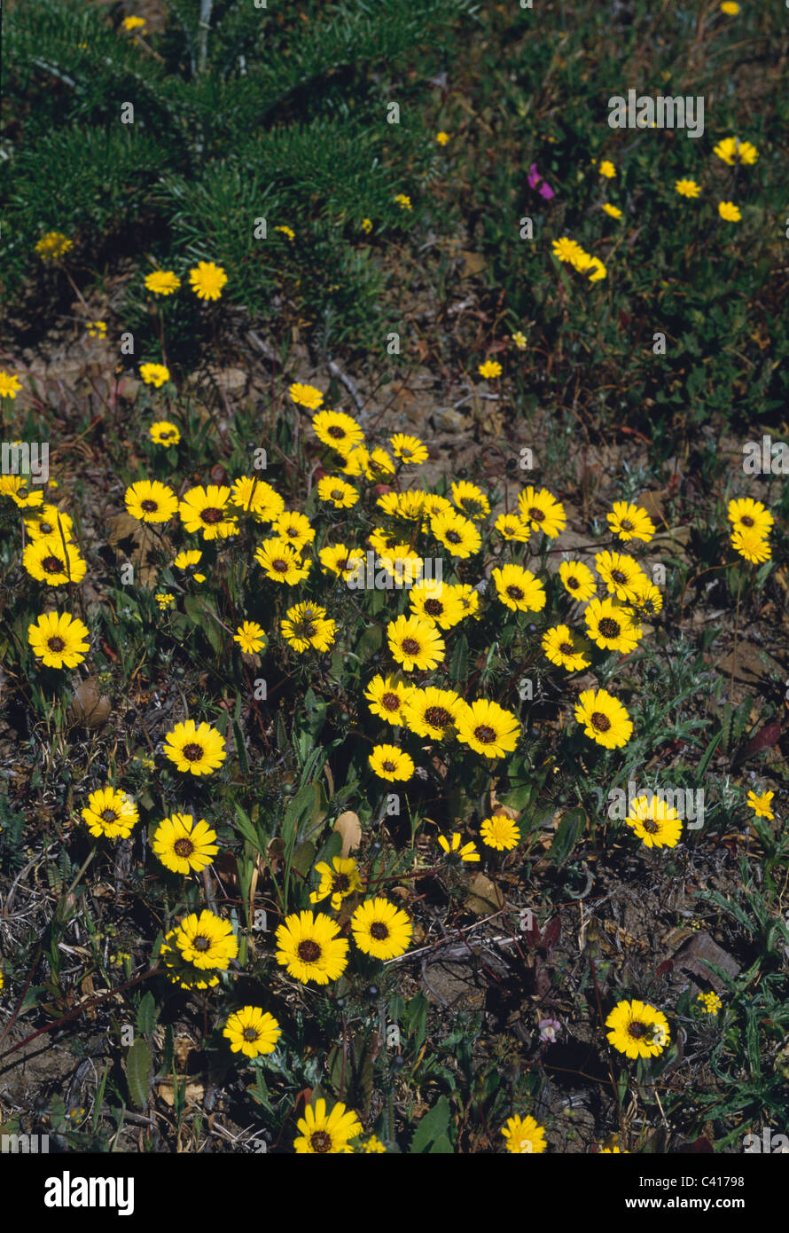 Toplis barbata, Getares, Spain Stock Photo