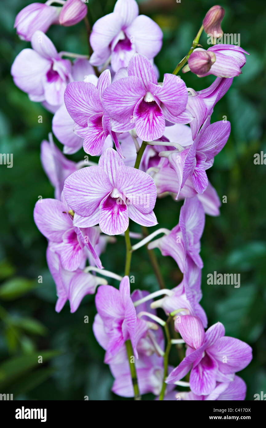 Dendrobium Bint Nasser Al-Missned Orchid Flowers in the National Orchid Garden Singapore Republic of Singapore Asia Stock Photo