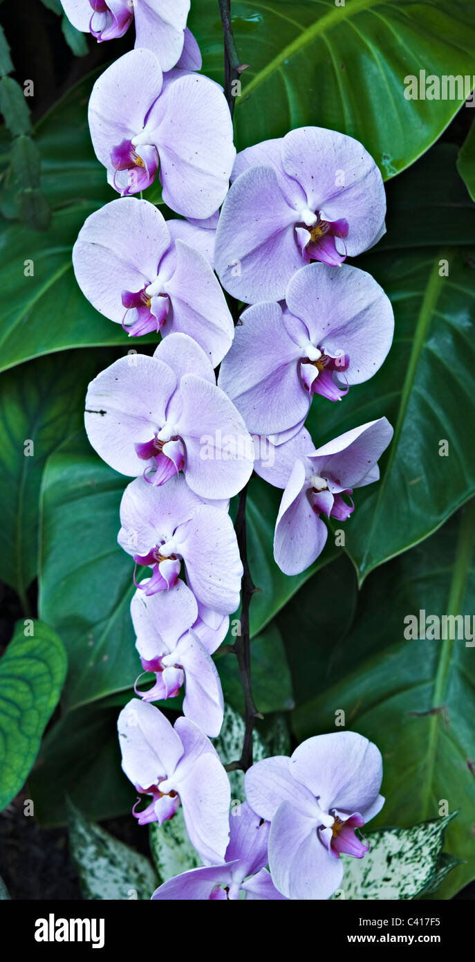 Orchid Flowers in the National Orchid Garden Singapore Republic of