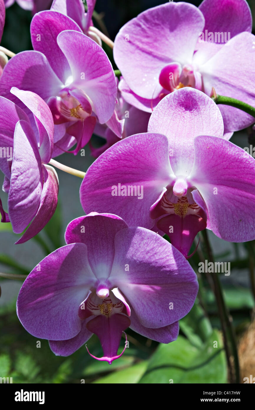 Chaiyi hires stock photography and images Alamy