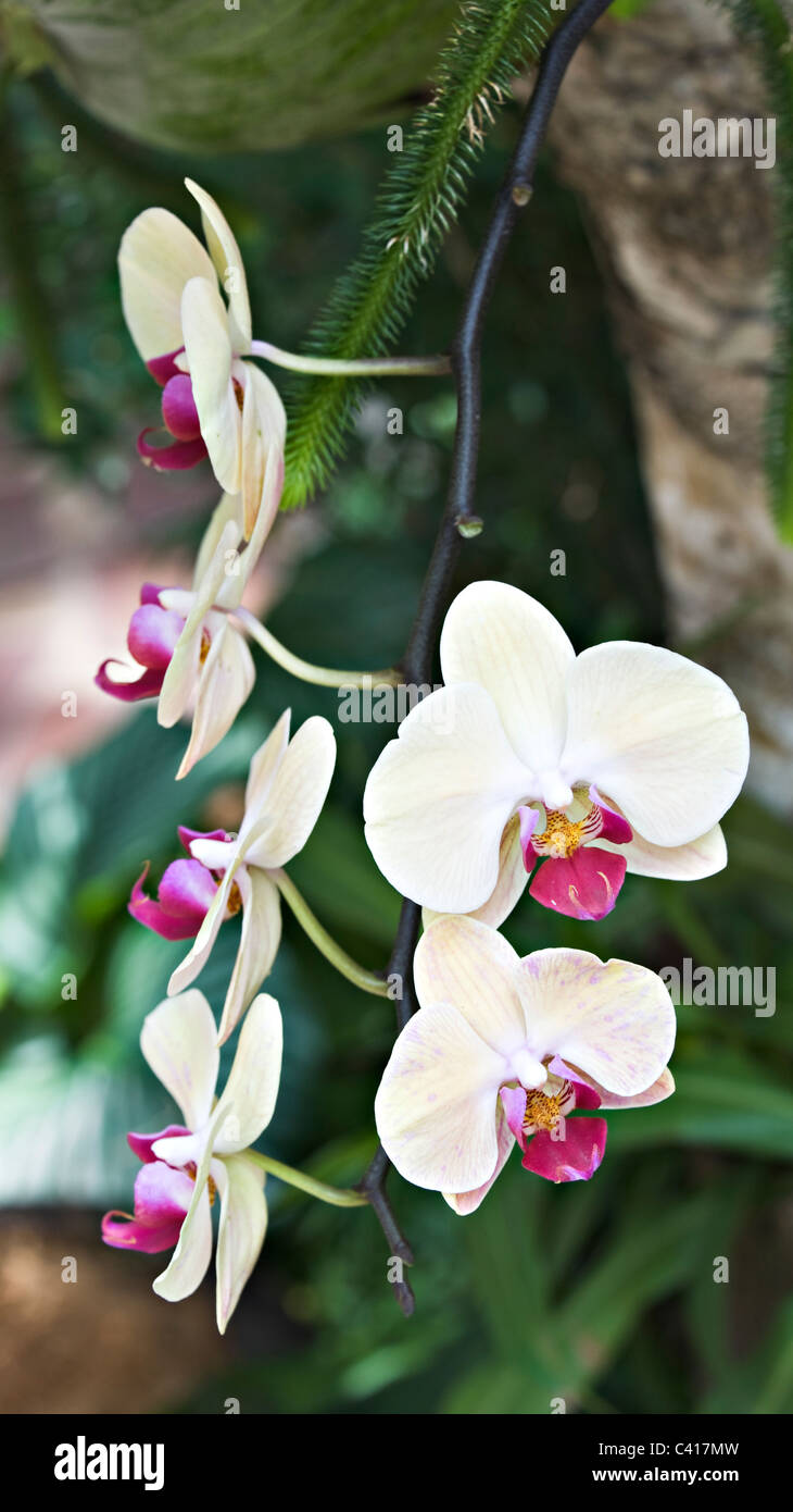 Fuller's Sunset Orchid Flowers in the National Orchid Garden Singapore Republic of Singapore Asia Stock Photo