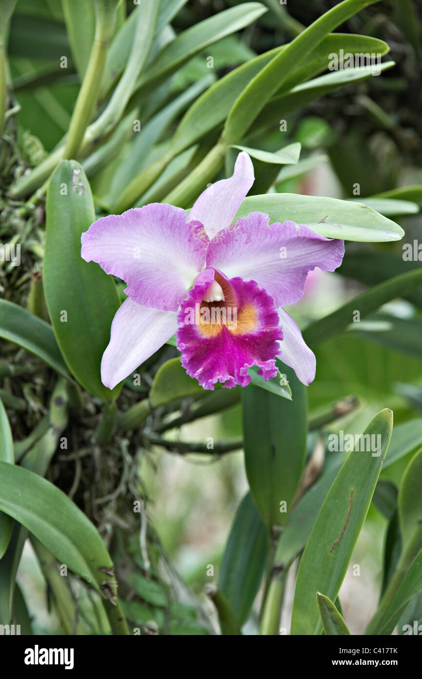Vanda Miss Joaquim Orchid Flower in the National Orchid Garden Singapore Republic of Singapore Asia Stock Photo