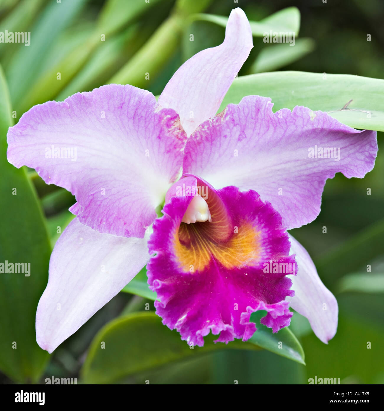 Vanda Miss Joaquim Orchid Flower in the National Orchid Garden Singapore Republic of Singapore Asia Stock Photo
