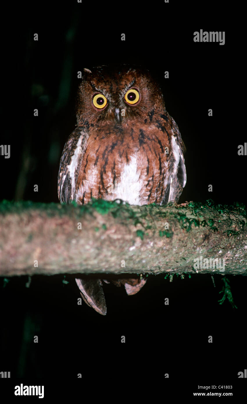 Madagascar/ Malagasy / Rainforest scops owl (Otus rutilus: Strigidae) at night in rainforest, Madagascar Stock Photo