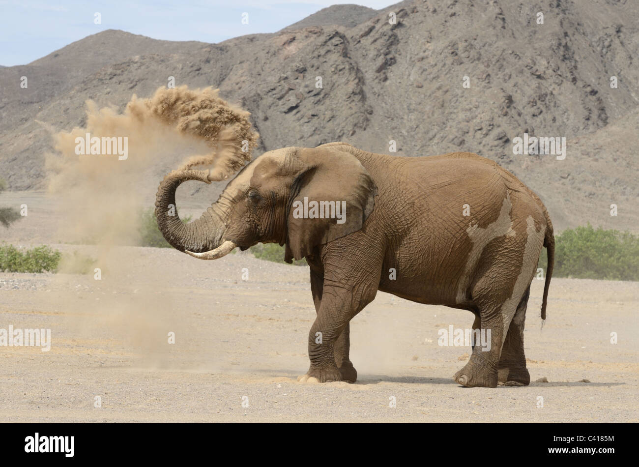 desert elephants, loxodonta africana, hoanib dry river, namibia, africa, january 2011, wüstenelefanten Stock Photo