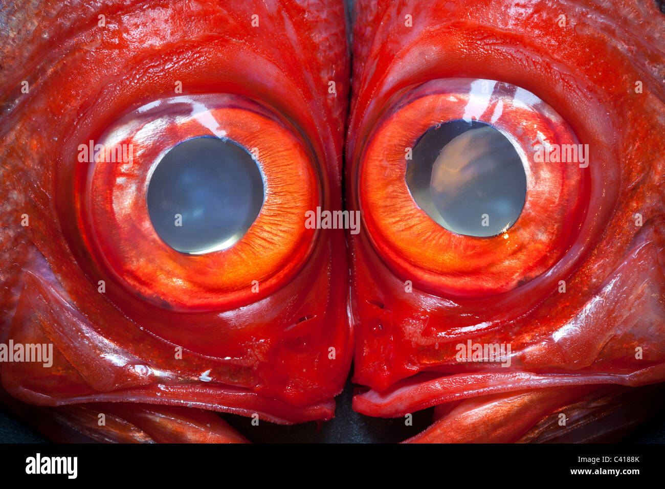 Red Fish Faces Stock Photo