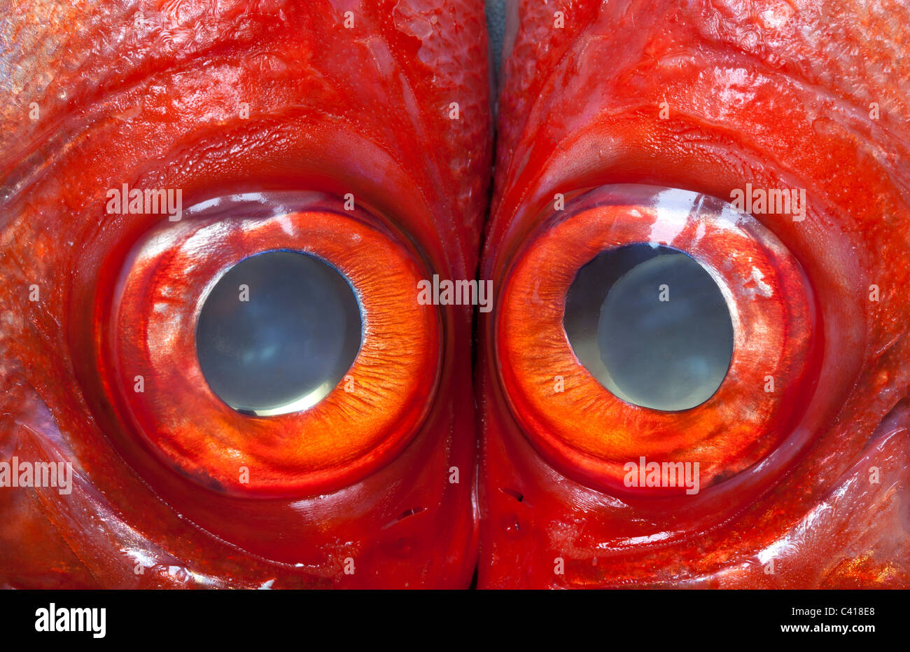 Red Fish Faces Stock Photo