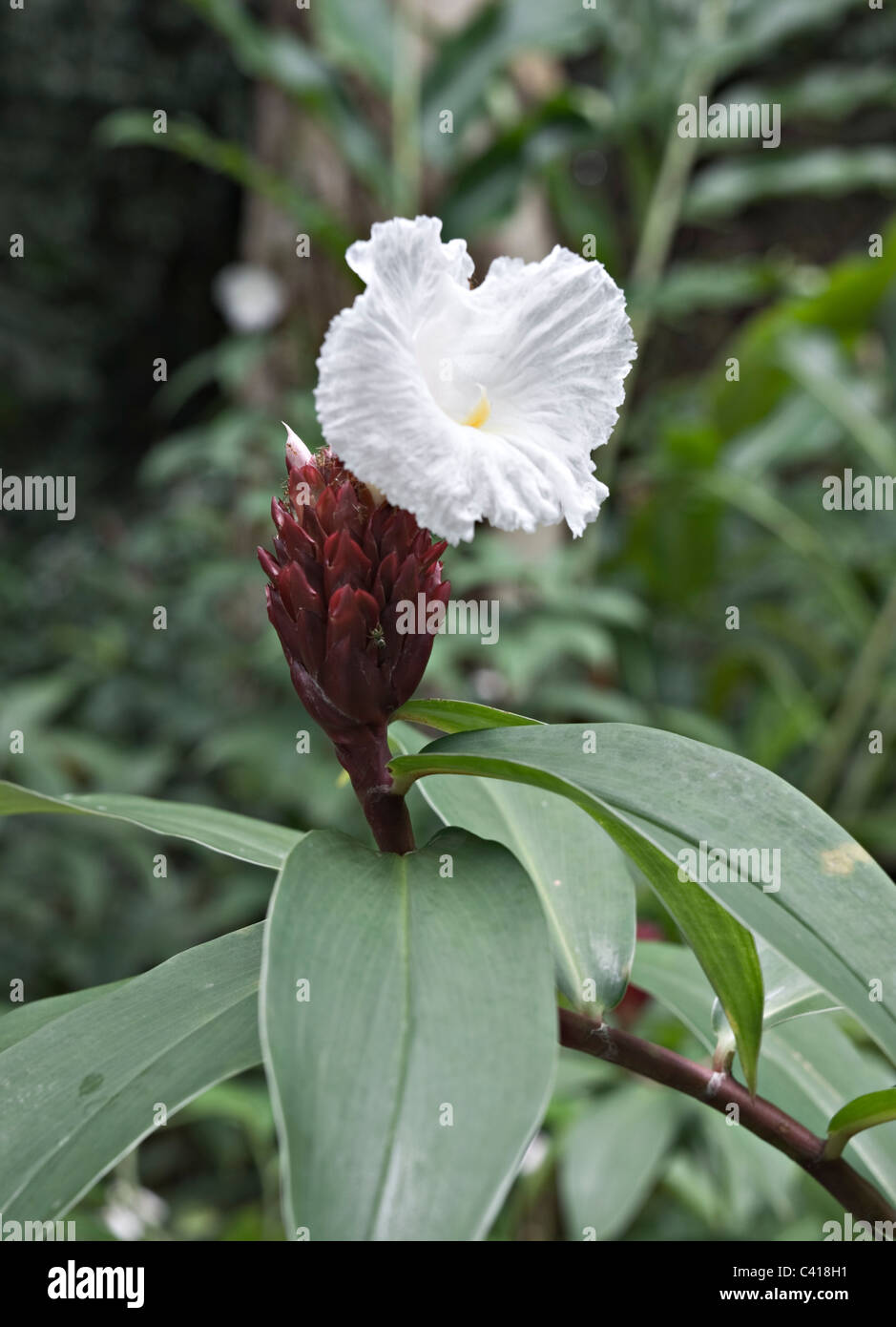 A Dark Red and White Flowering Ginger Plant in Bloom in Singapore Botanic Gardens Republic of Singapore Asia Stock Photo
