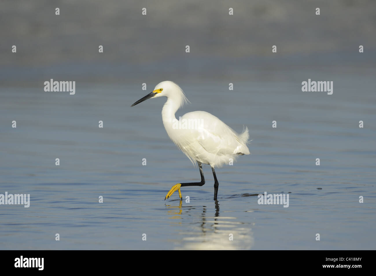 Snowy Egret, Egretta thula, Fort De Soto Park, Florida, USA, April 2010 / Schmuckreiher Stock Photo