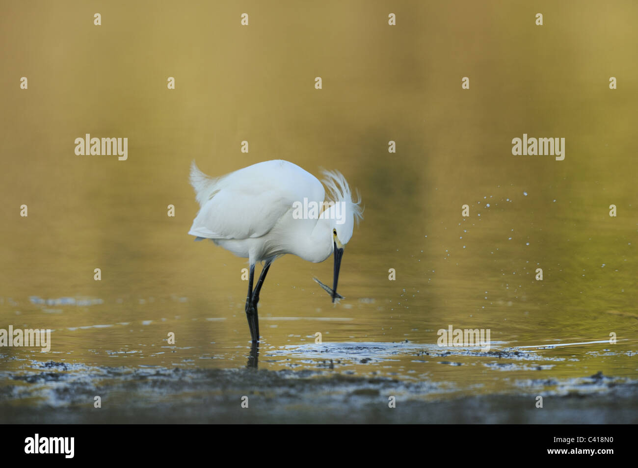 Snowy Egret, Egretta thula, Little Estero Lagoon, Florida, USA, April 2010 / Schmuckreiher Stock Photo