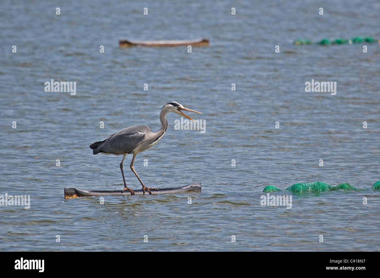 Grey Heron at Tring Reservoirs in Hertfordshire Stock Photo