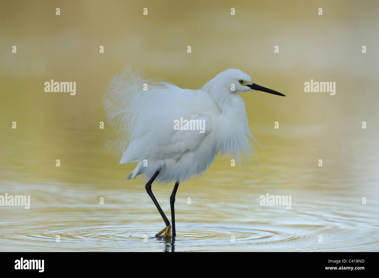 Snowy Egret, Egretta thula, Little Estero Lagoon, Florida, USA, April 2010 / Schmuckreiher Stock Photo