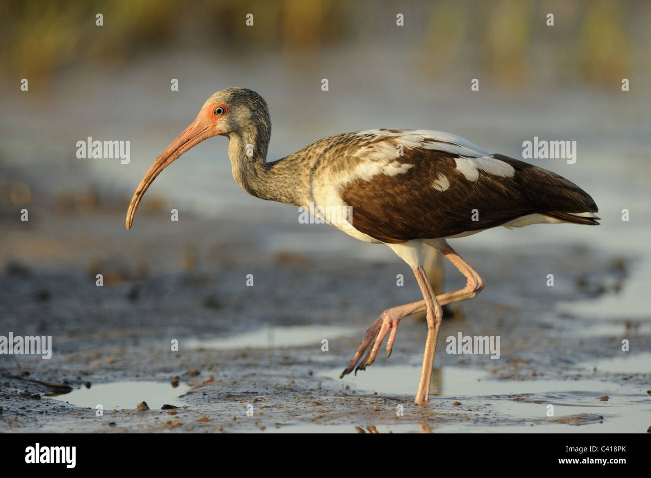 American White Ibis, Eudocimus albus, Fort De Soto Park, Florida, USA, April 2010 / Schneesichler Stock Photo