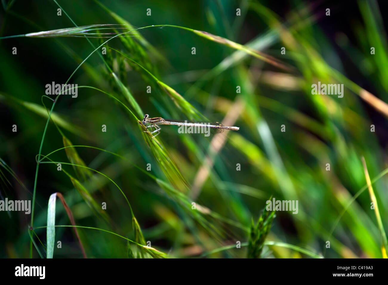 small dragonfly on a bended spike Stock Photo - Alamy