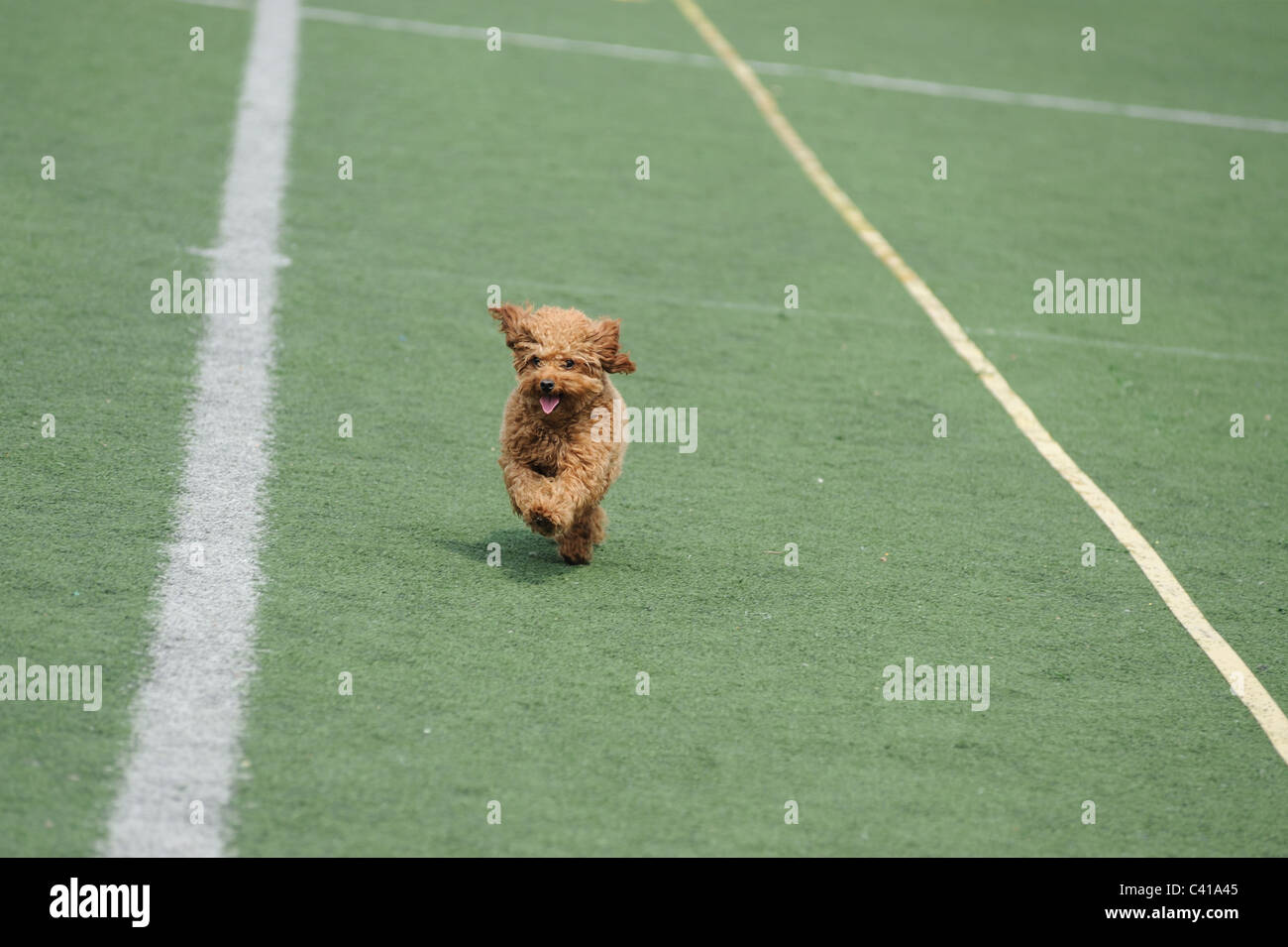 Lovely little poodle dog running on the playground Stock Photo