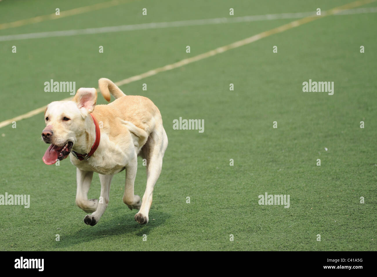 Labrador dog running on the playground Stock Photo