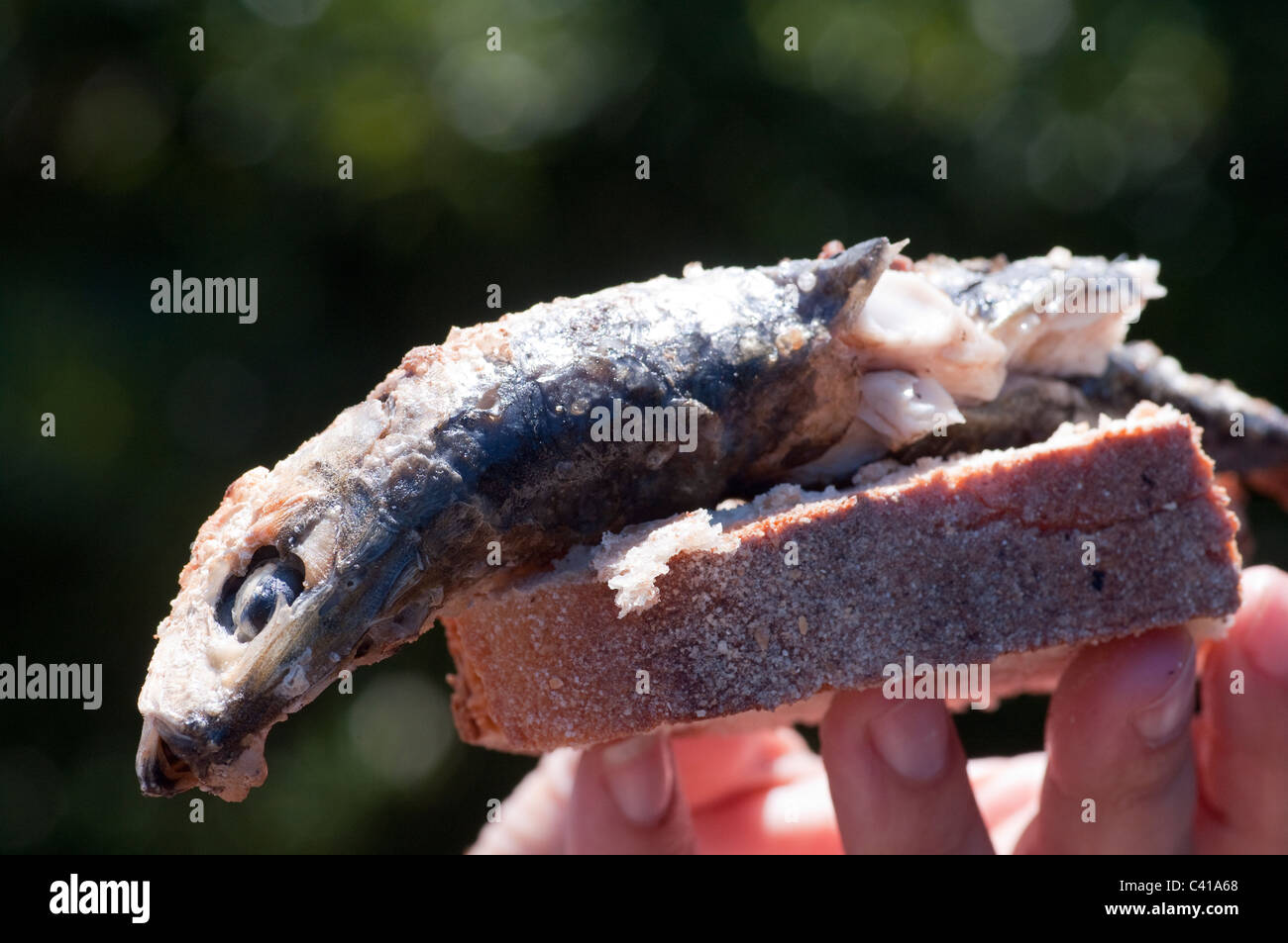 Grilled sardines on bread Stock Photo Alamy