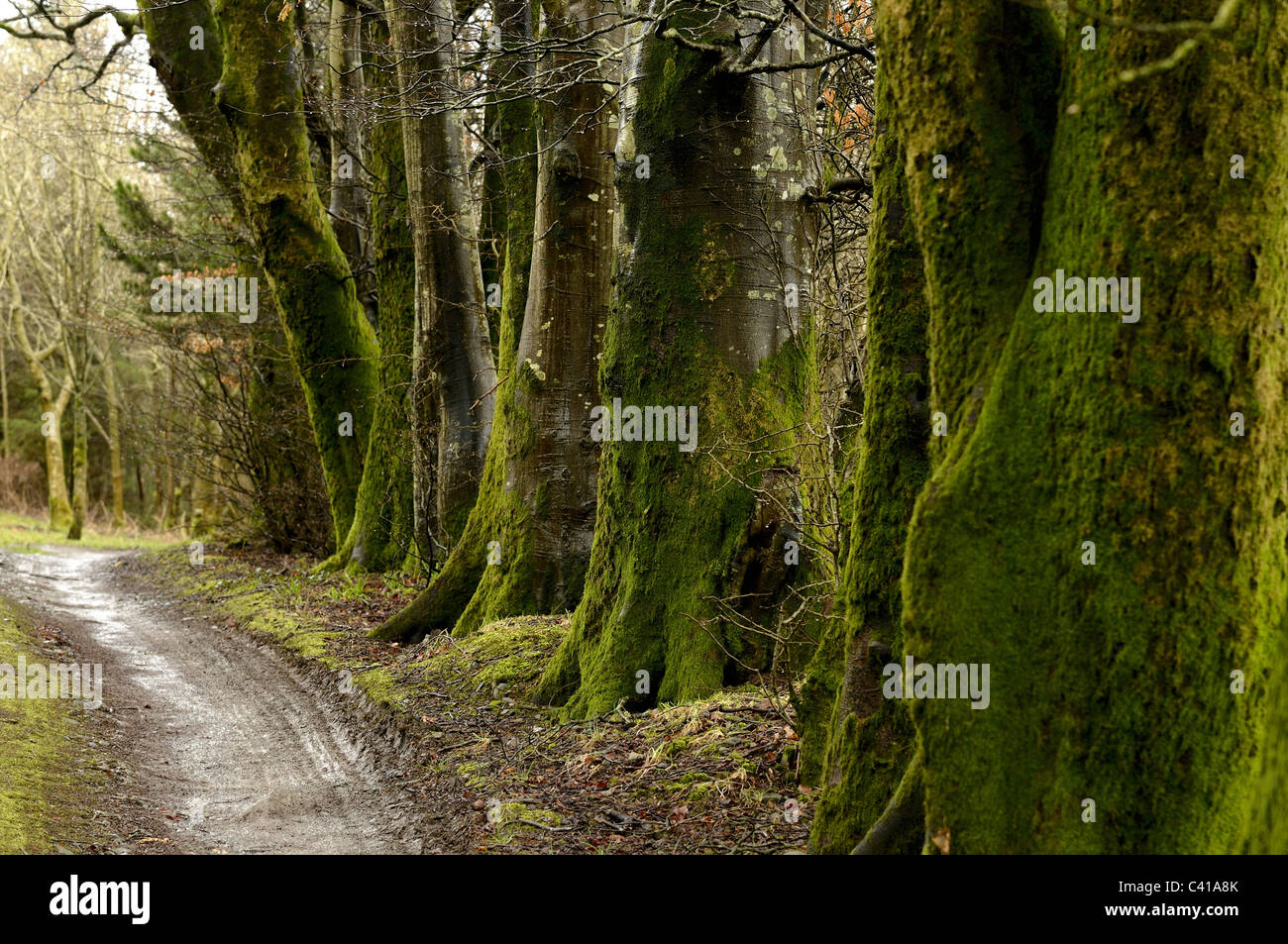 Welsh country track tree lined Stock Photo