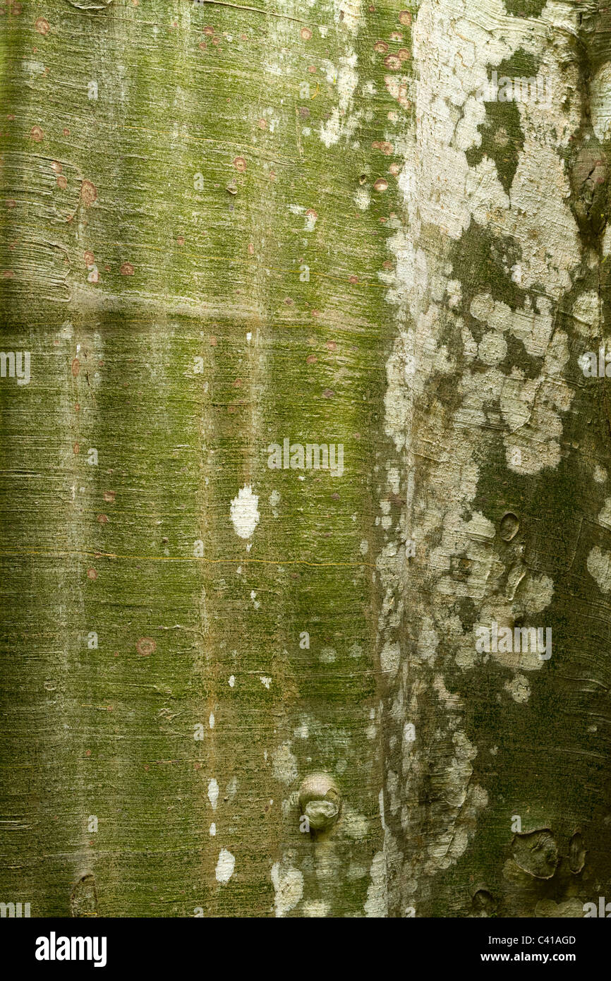 Trunk tree hi-res stock photography and images - Alamy