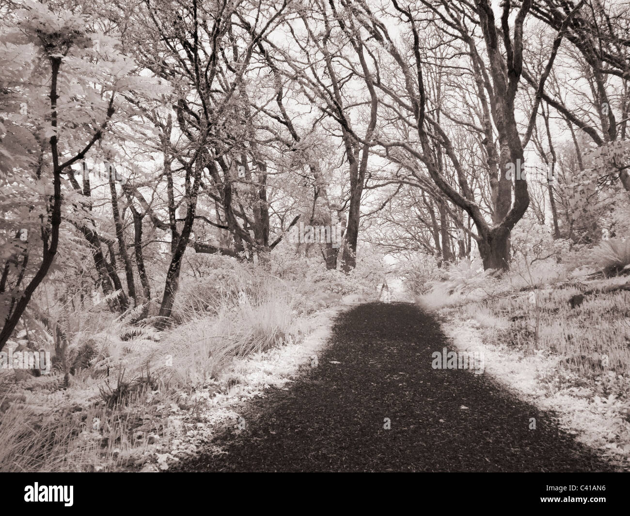 Park Path In Infrared Stock Photo