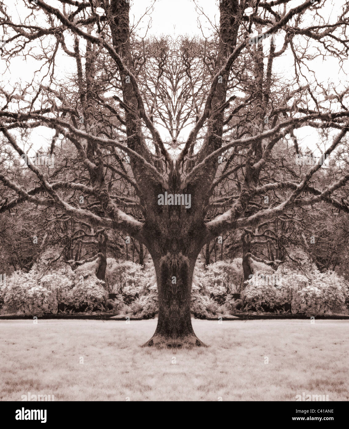 Symmetrical tree in infrared Stock Photo