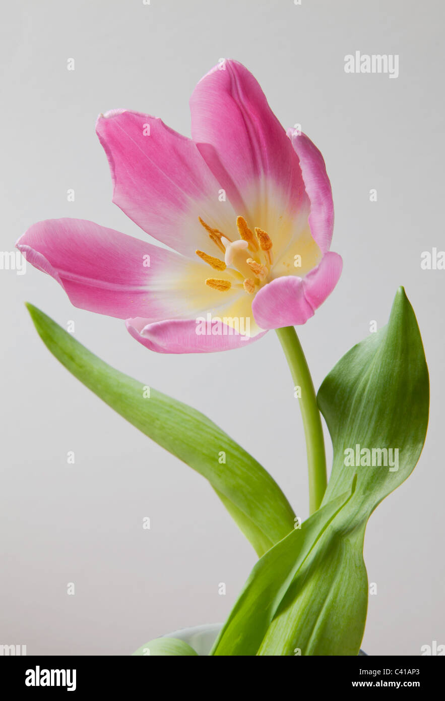 Closeup of pink tulip head with opened petals , stem and green leaves