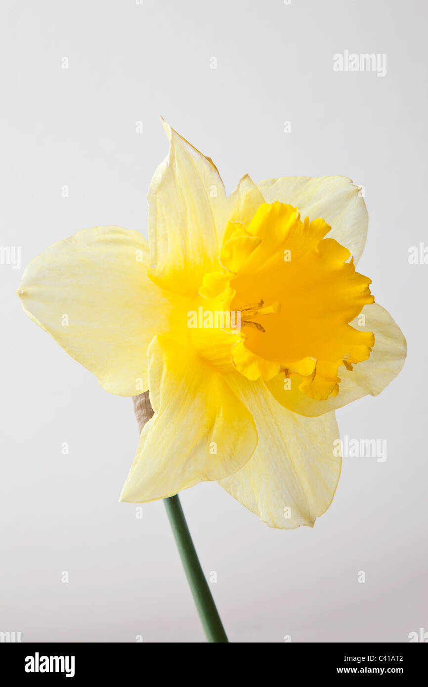 Close-up of daffodil flower and stem. Stock Photo