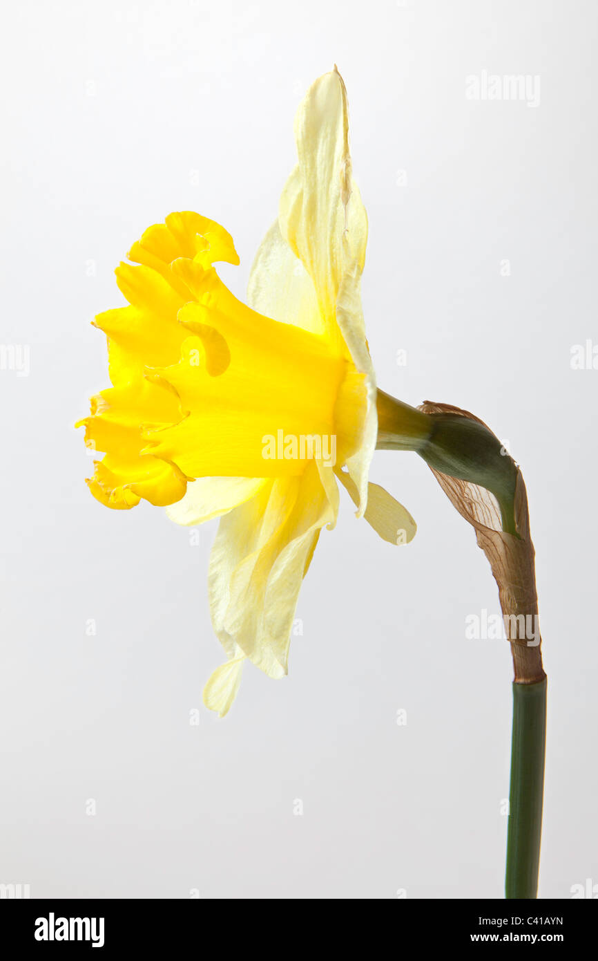 Closeup of daffodil flower and stem Stock Photo Alamy