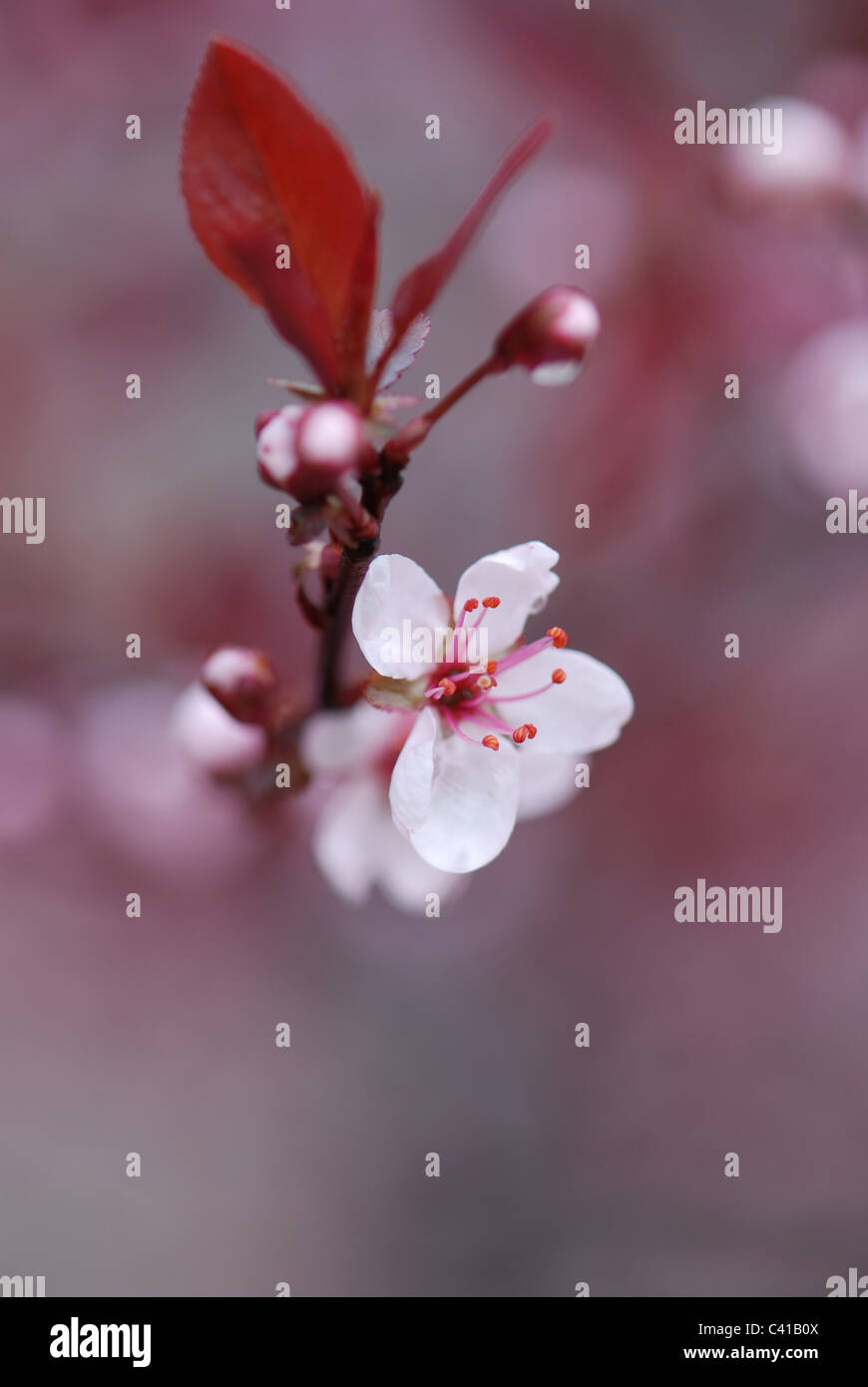 Blooming tree with flowers Stock Photo