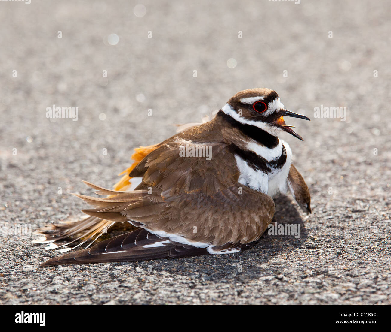 Killdeer birds lay their eggs on the ground by the side of roads and display an aggressive posture to ward of any dangerous animals Stock Photo