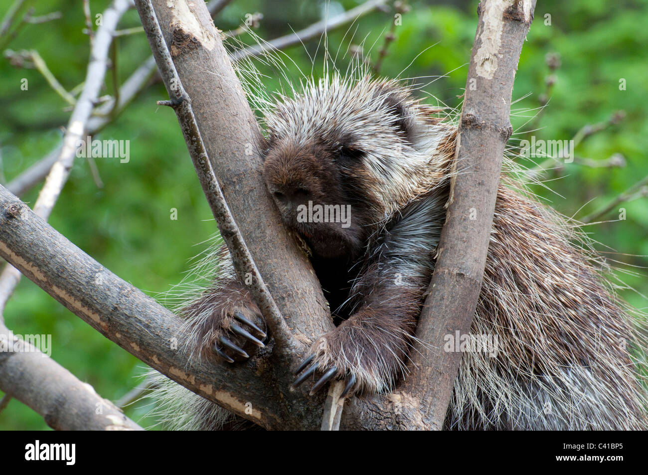 A Common Porcupine sleeping in a tree. Stock Photo