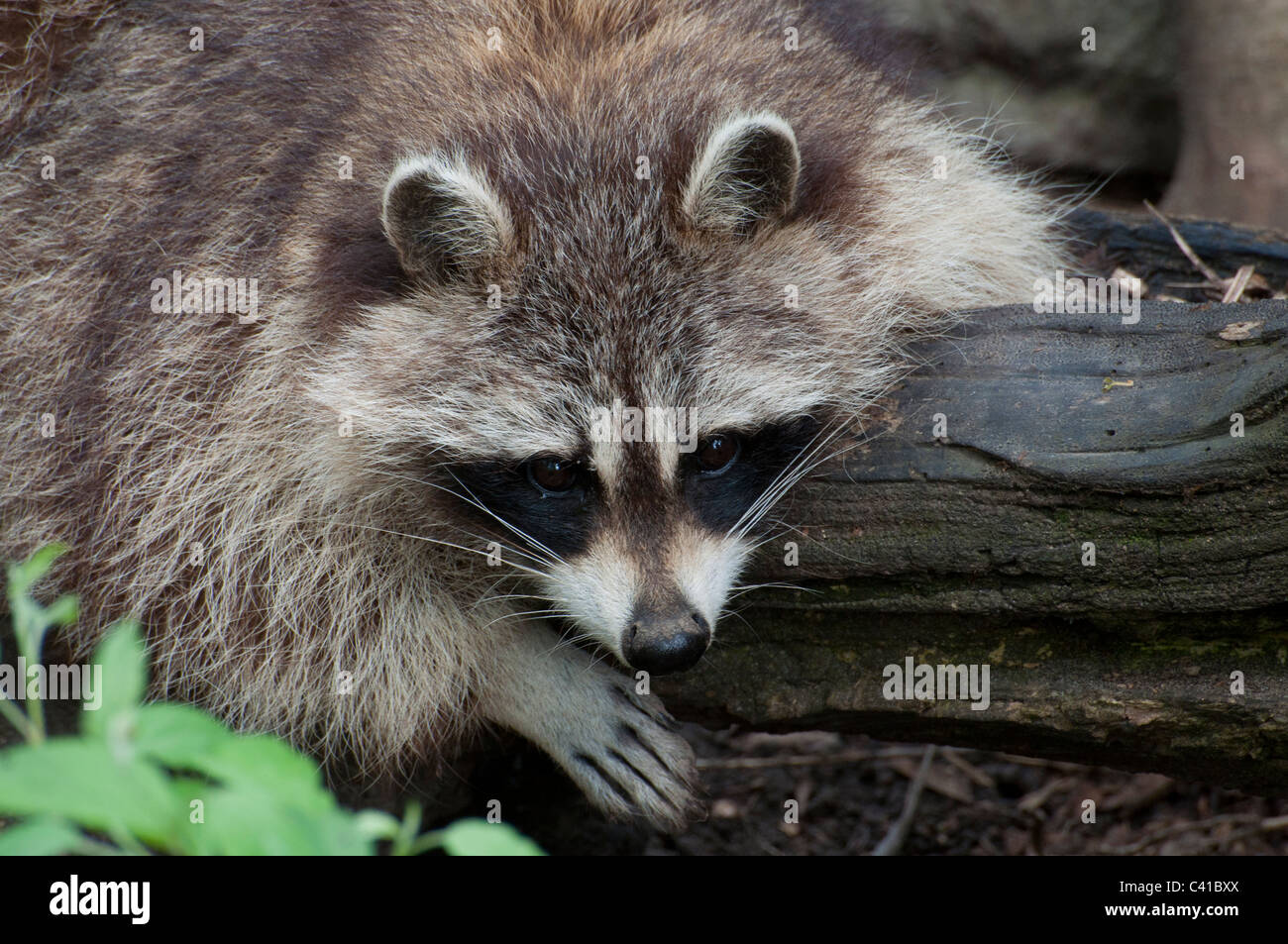 A very relaxed Common Raccoon Stock Photo - Alamy