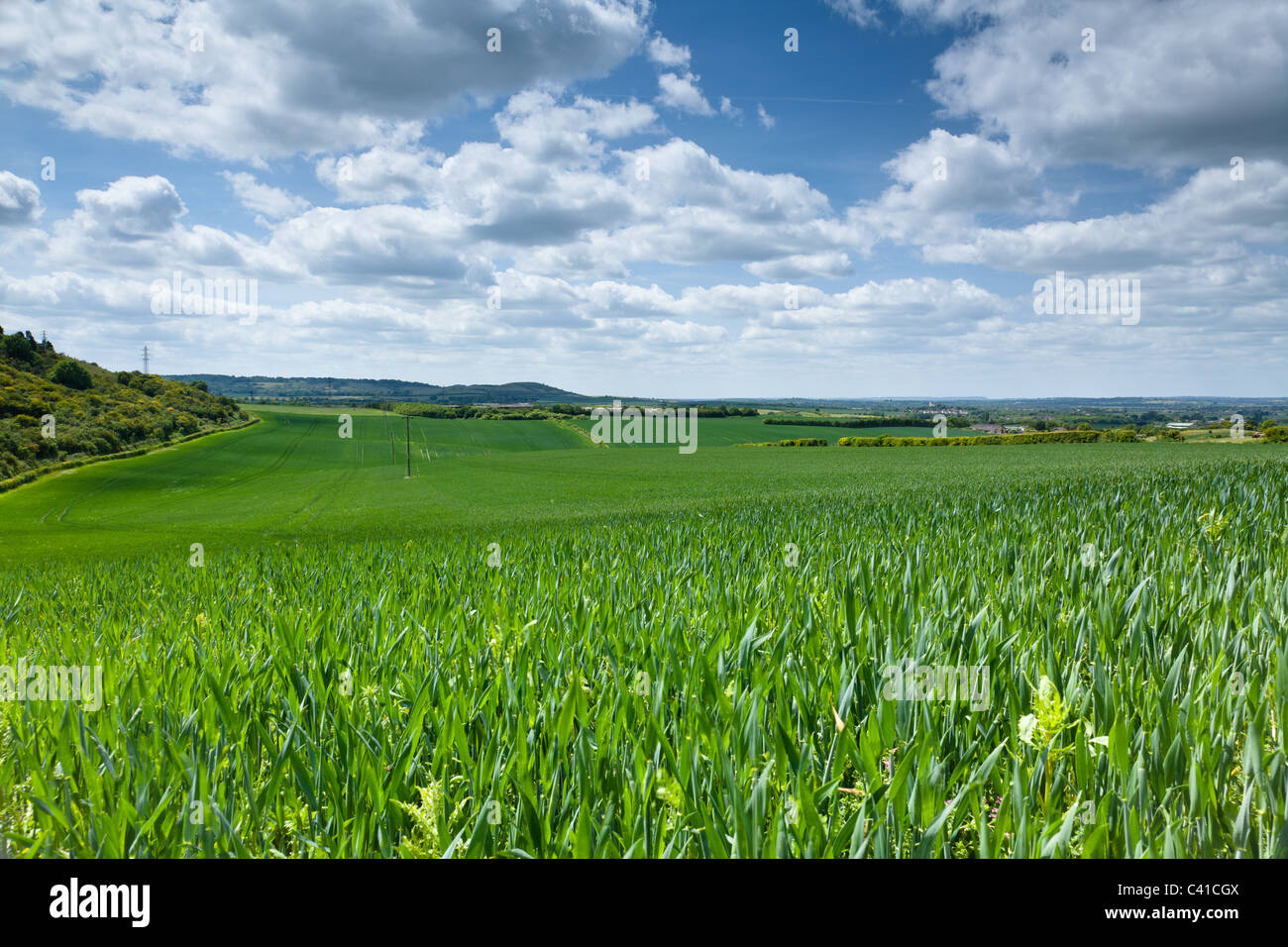 Dunstable downs Stock Photo Alamy