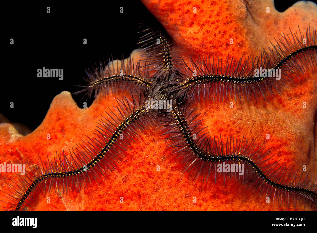 Sponge brittle star, Ophiothrix suensonii, St. John, U.S. Virgin Islands, Atlantic Ocean Stock Photo