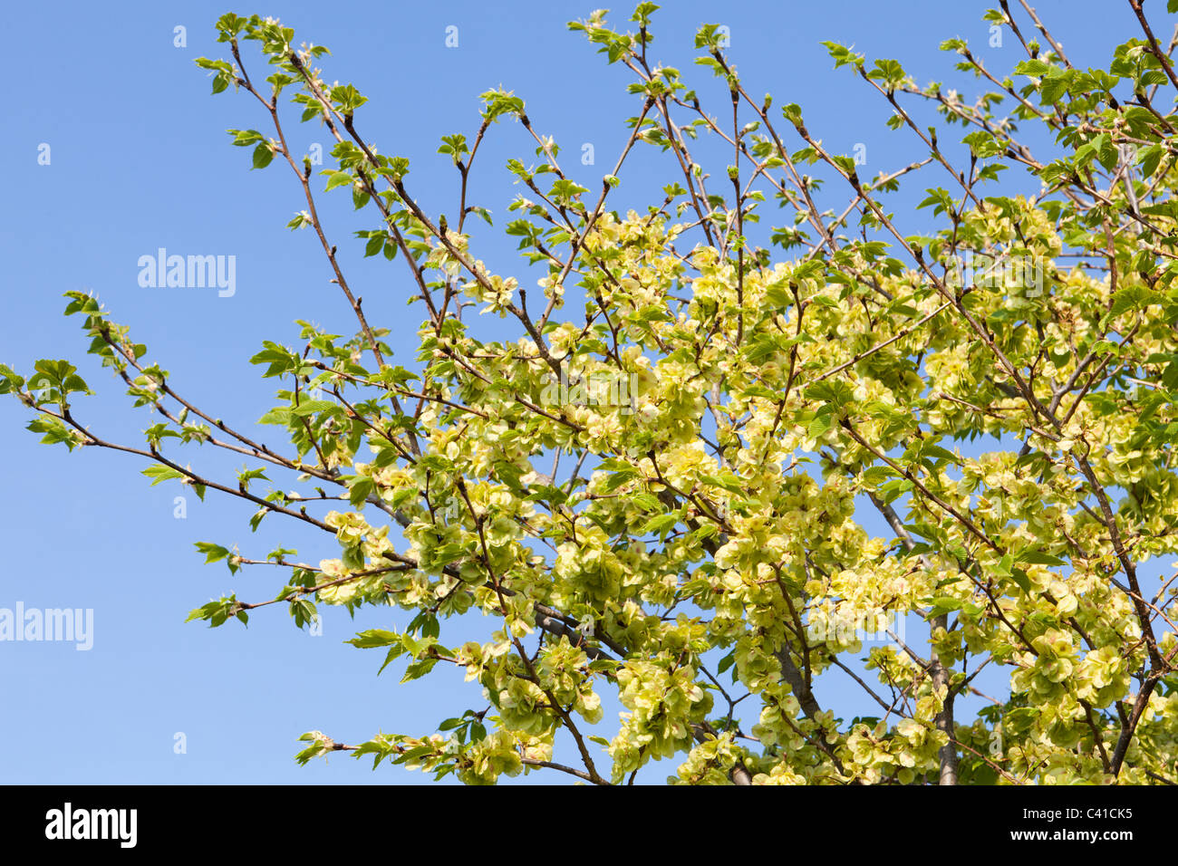 Wych Elm in blossom - Somerset England UK Stock Photo