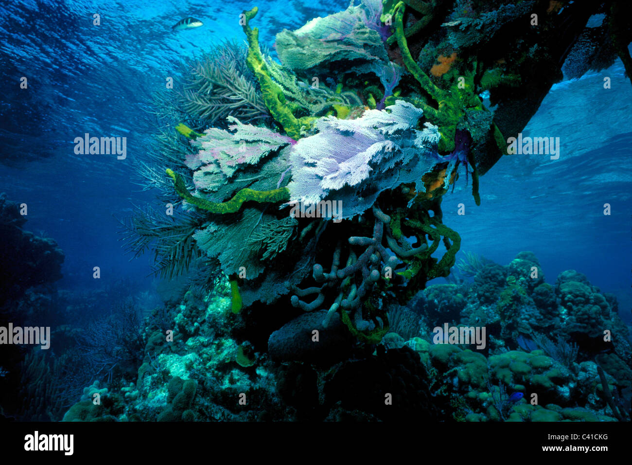 Tropical coral reef, St. Thomas, U.S. Virgin Islands, Atlantic Ocean Stock Photo - Alamy