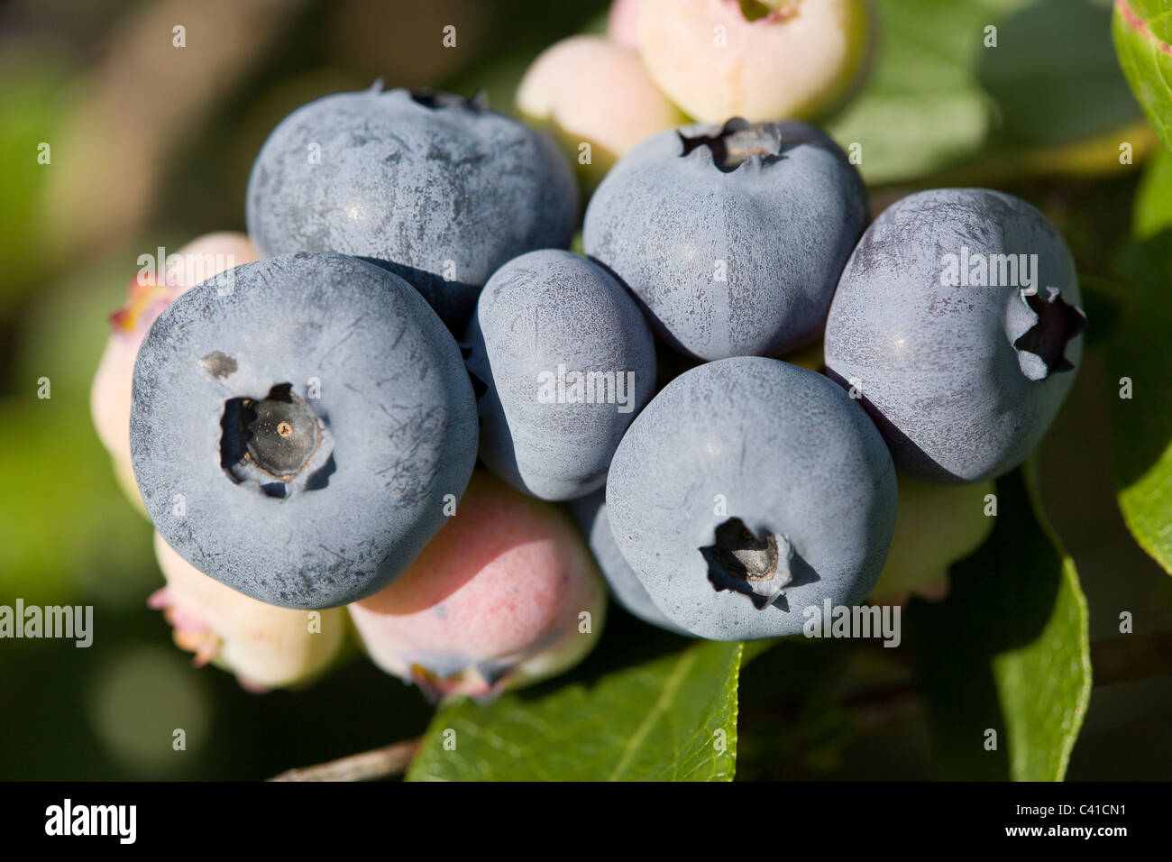 Cluster of ripe High bush Blueberries on the vine. Blueberries with a