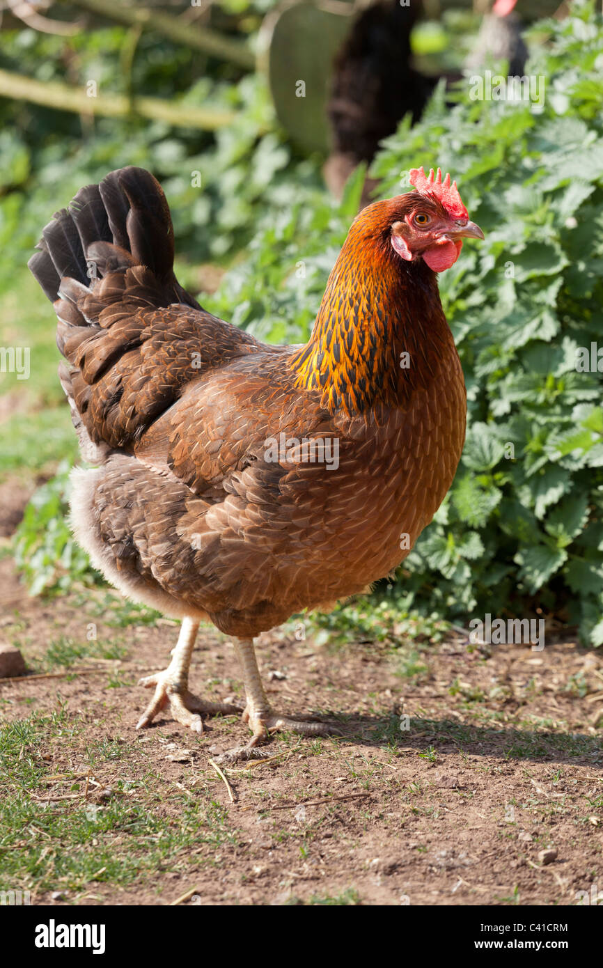 A chicken in a farmyard, Somerset England UK Stock Photo