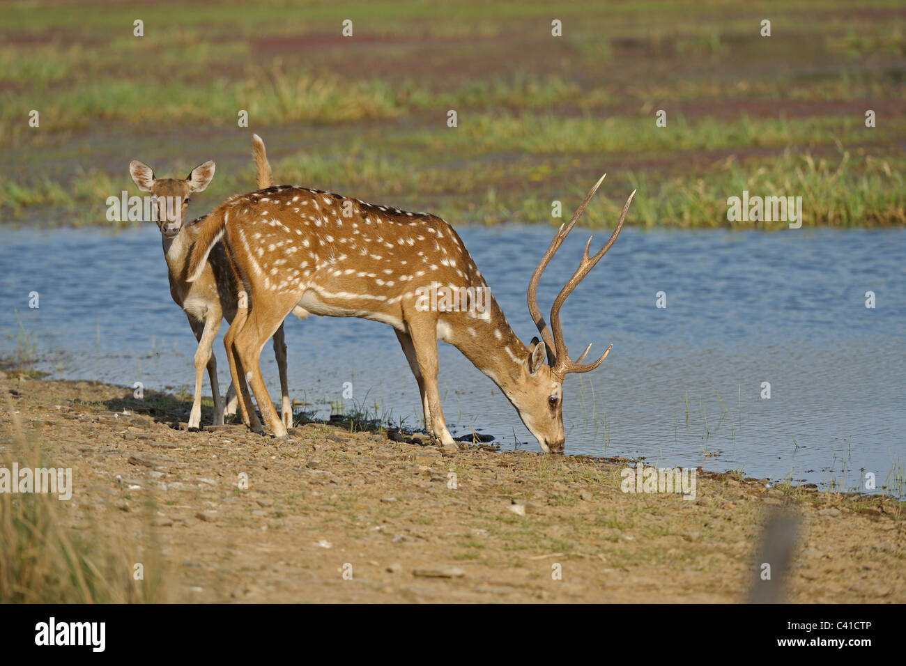 Spotted or Axis deer (Axis axis) drinking water in a lake in Ranthambhore Stock Photo