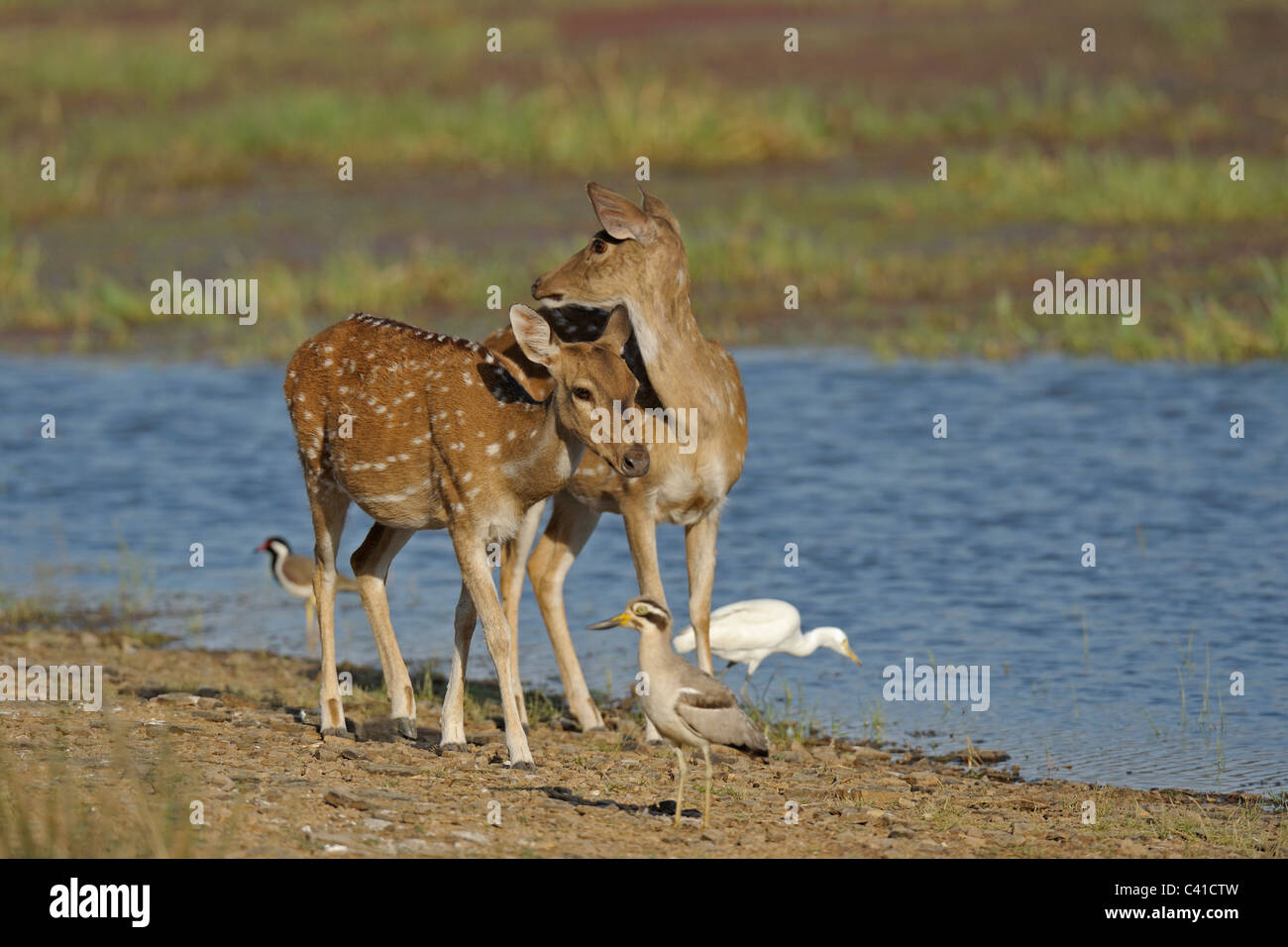 Spotted or Axis deer (Axis axis) drinking water in a lake in Ranthambhore Stock Photo