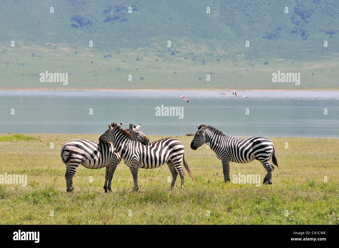 Zebra by Lake Magadi in Ngorongoro crater, Tanzania Stock Photo