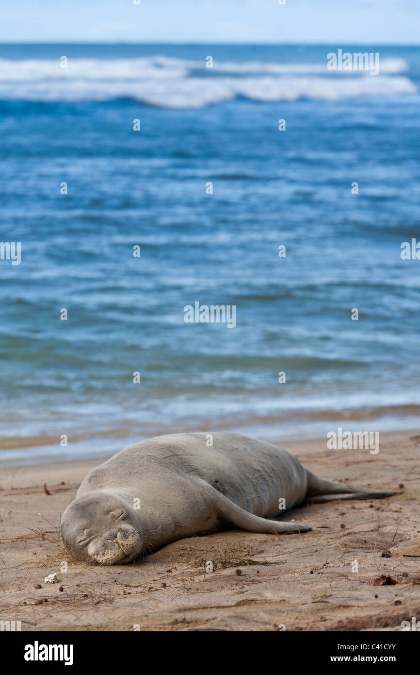 Napping Monk Seal. Hawai'an Monk Seal an endangered species sleeps just