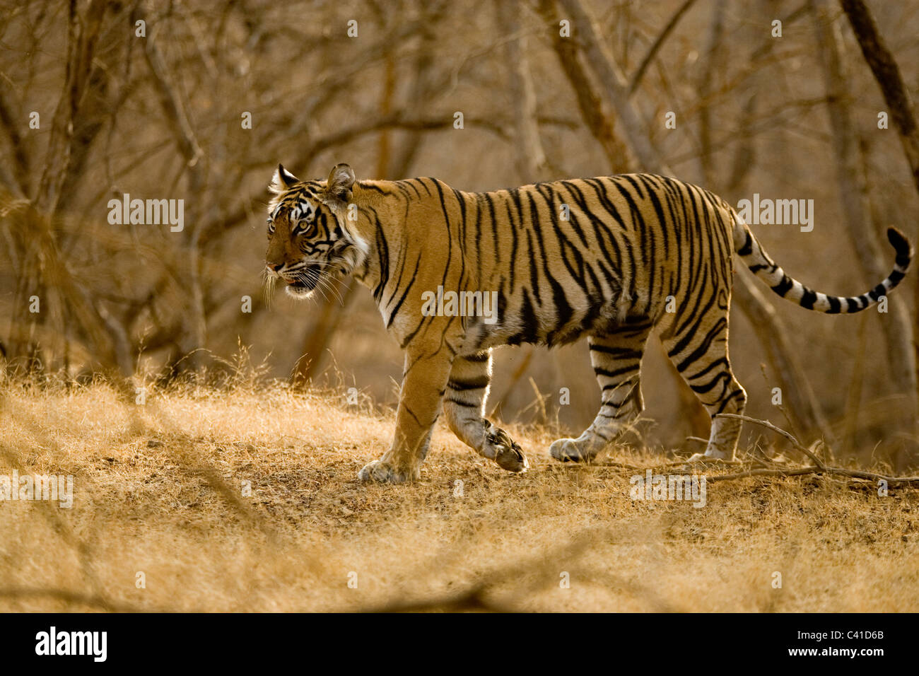 Tiger moving in Ranthambore tiger reserve Stock Photo