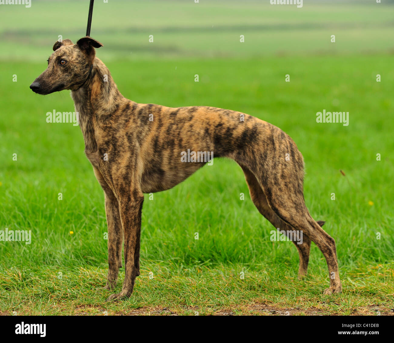lurcher dog Stock Photo Alamy