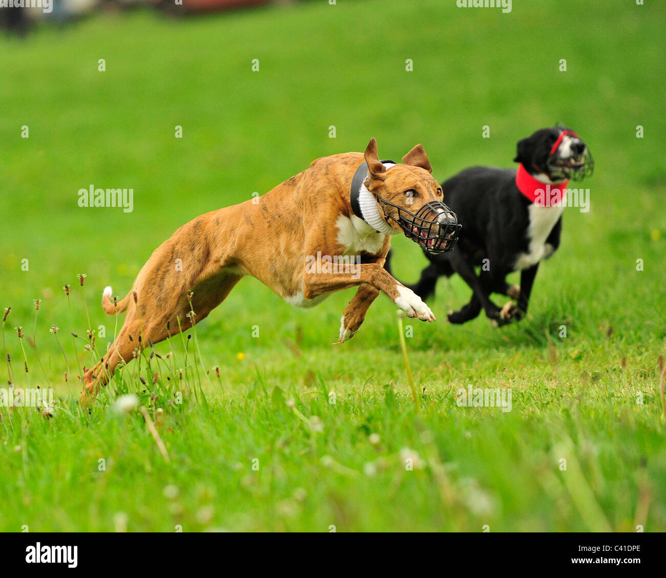 simulated coursing greyhounds Stock Photo